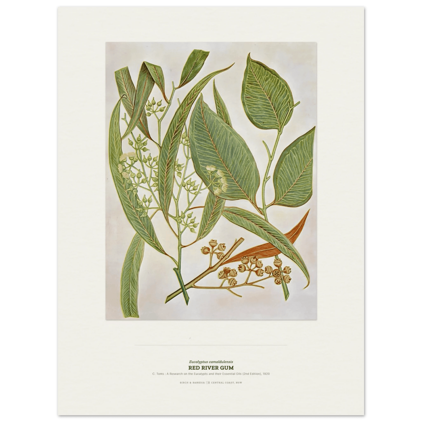 Red River Gum Botanical Art Print - Birch & Banksia