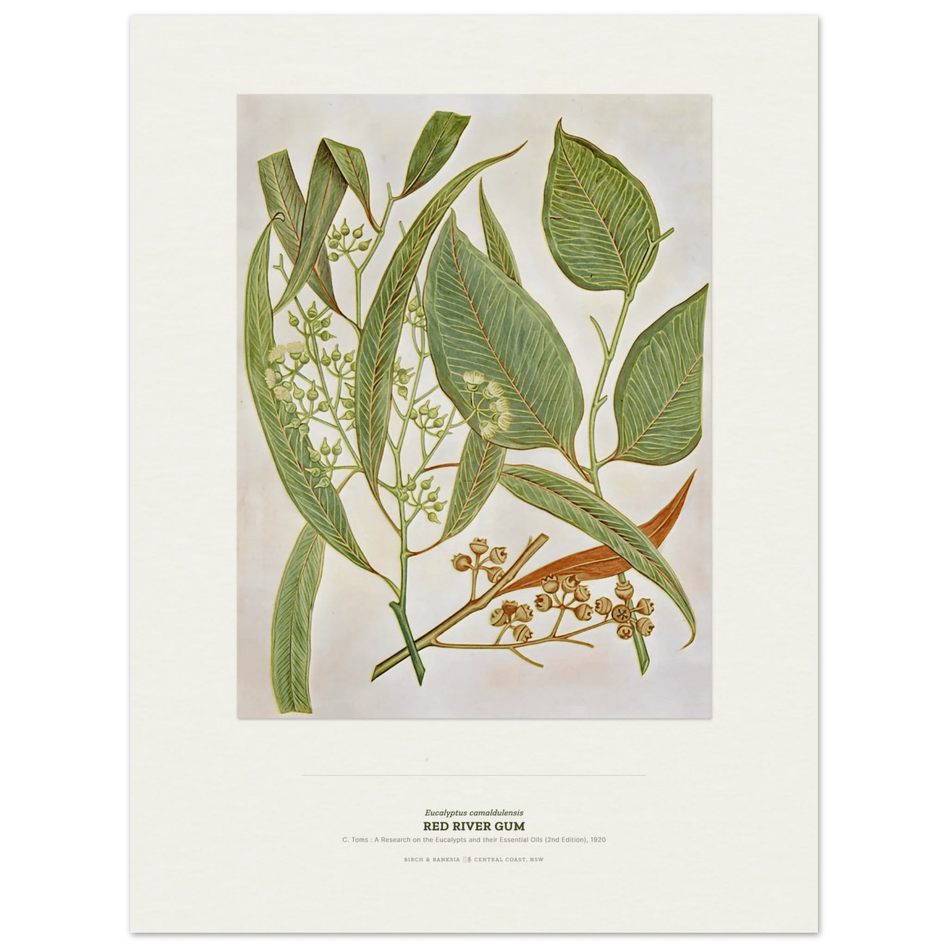 Red River Gum Botanical Art Print - Birch & Banksia