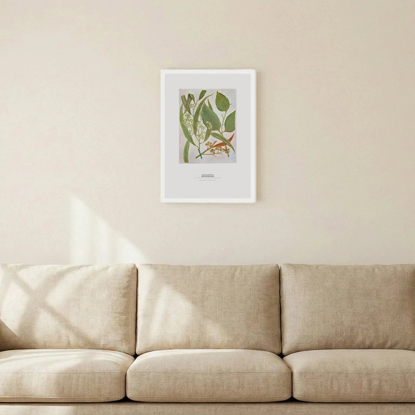 Red River Gum Botanical Art Print - Birch & Banksia