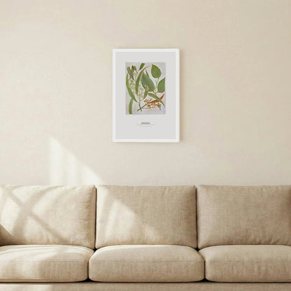 Red River Gum Botanical Art Print - Birch & Banksia