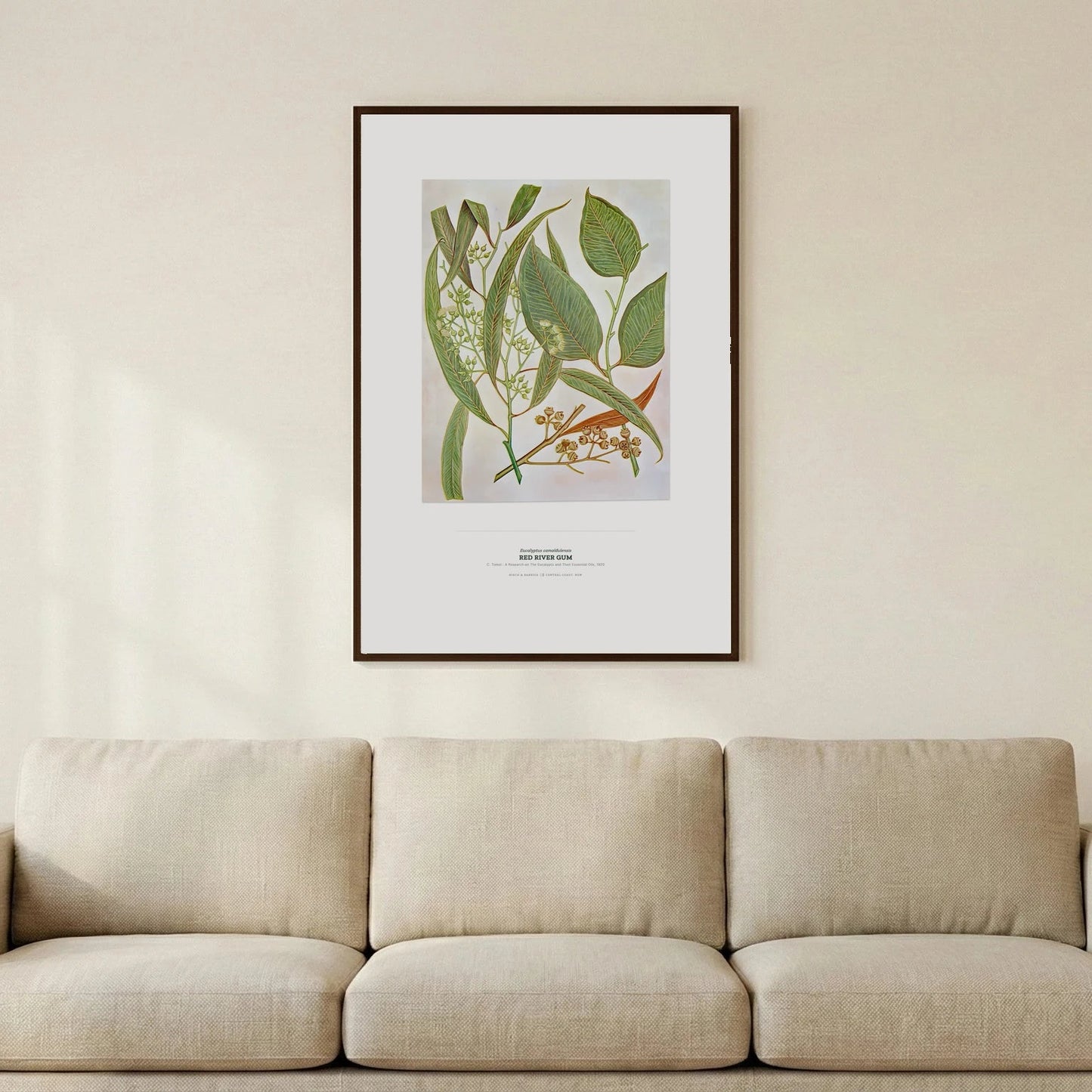 Red River Gum Botanical Art Print - Birch & Banksia