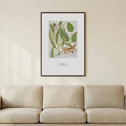 Red River Gum Botanical Art Print - Birch & Banksia