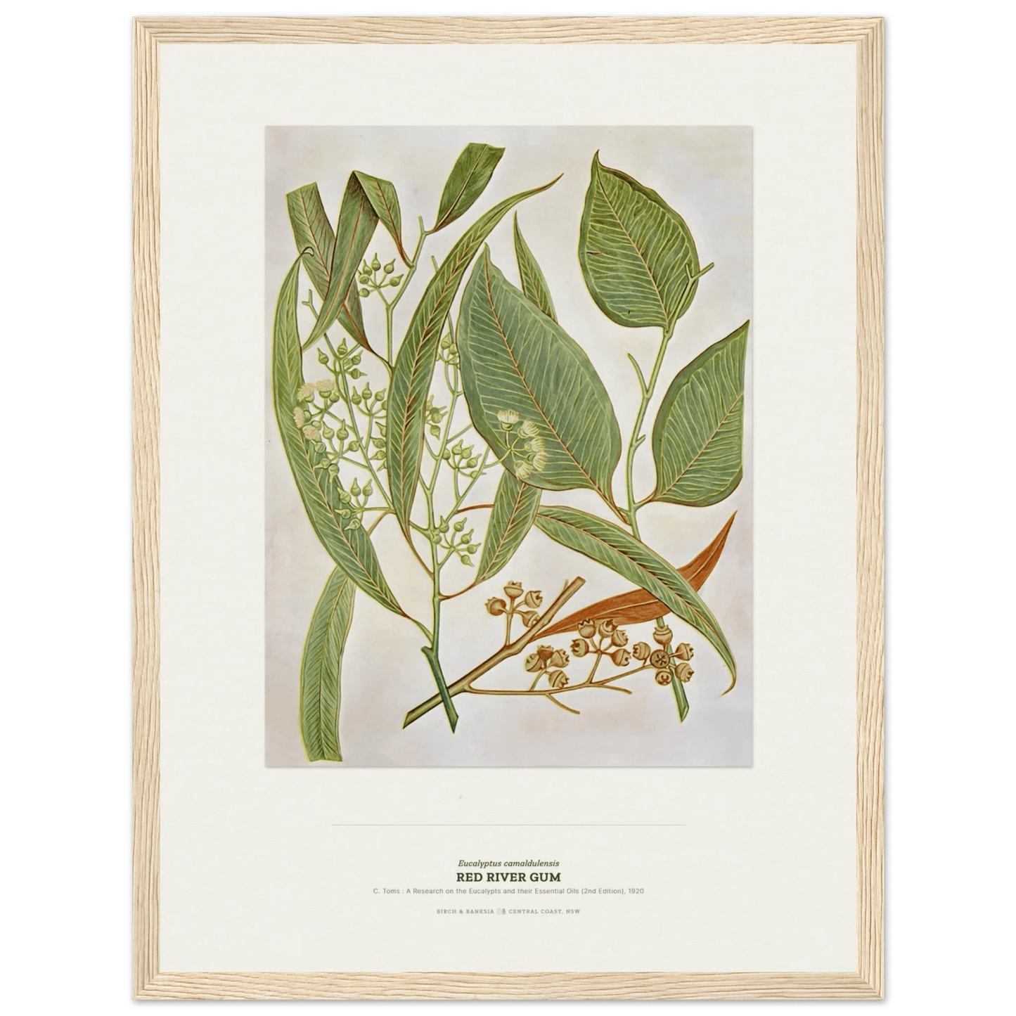 Red River Gum Botanical Art Print - Birch & Banksia
