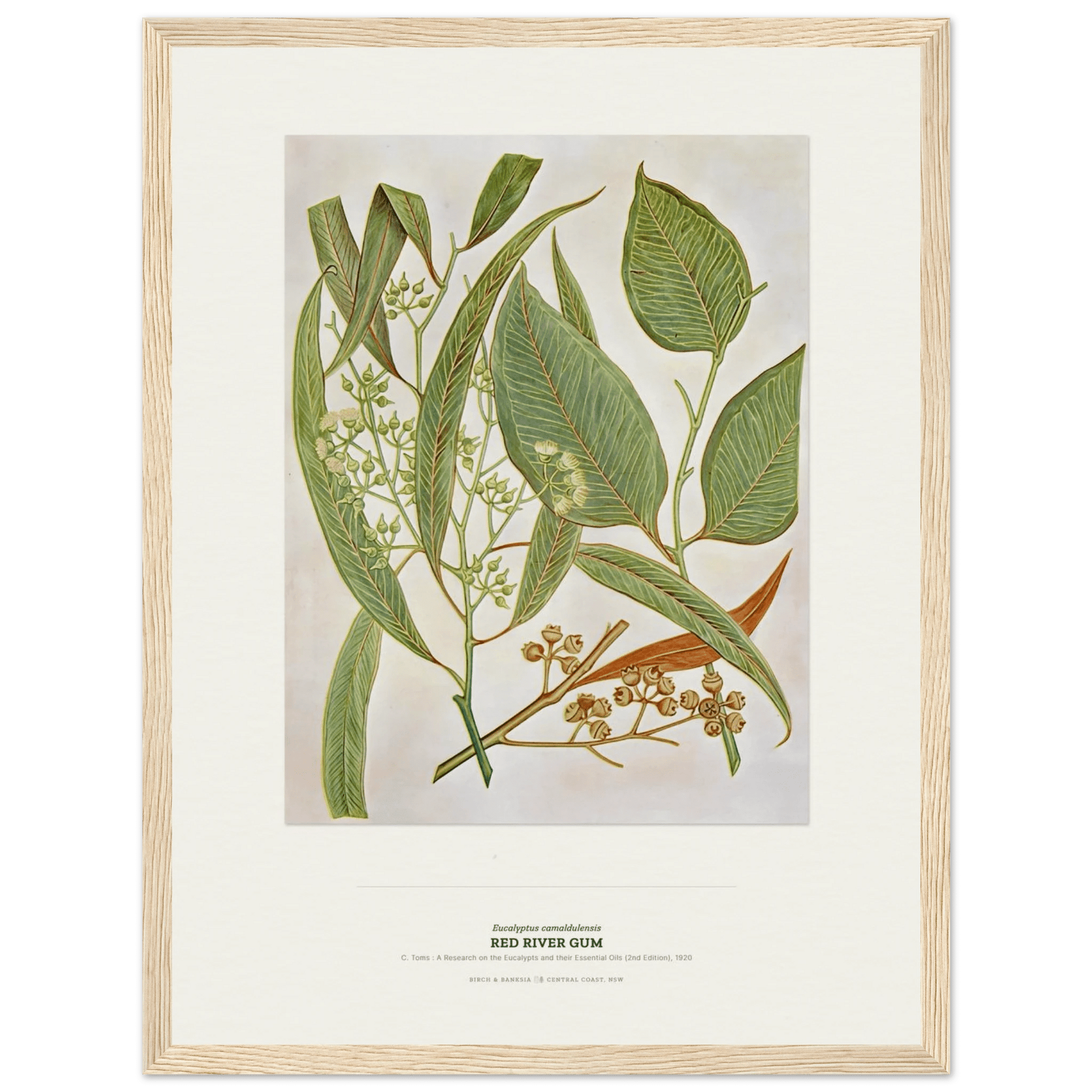 Red River Gum Botanical Art Print - Birch & Banksia