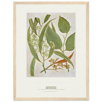 Red River Gum Botanical Art Print - Birch & Banksia