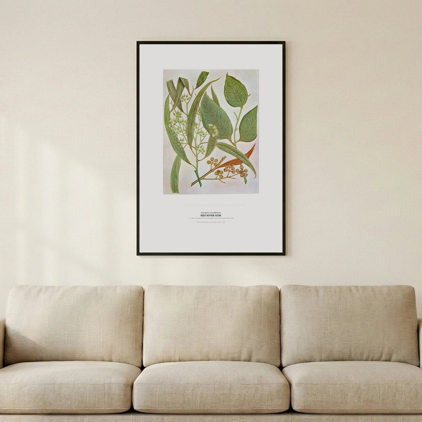 Red River Gum Botanical Art Print - Birch & Banksia