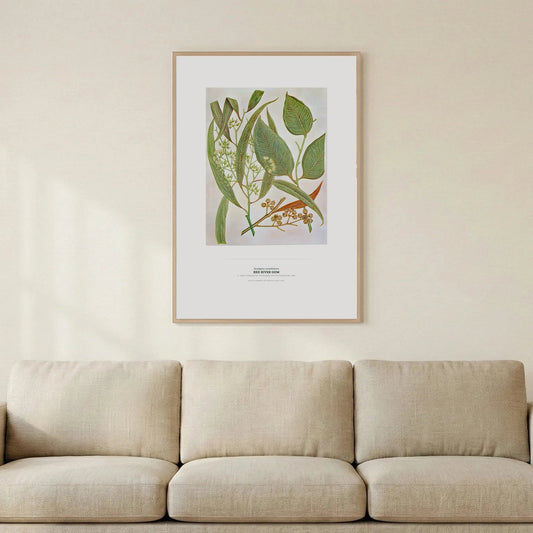 Red River Gum Botanical Art Print - Birch & Banksia