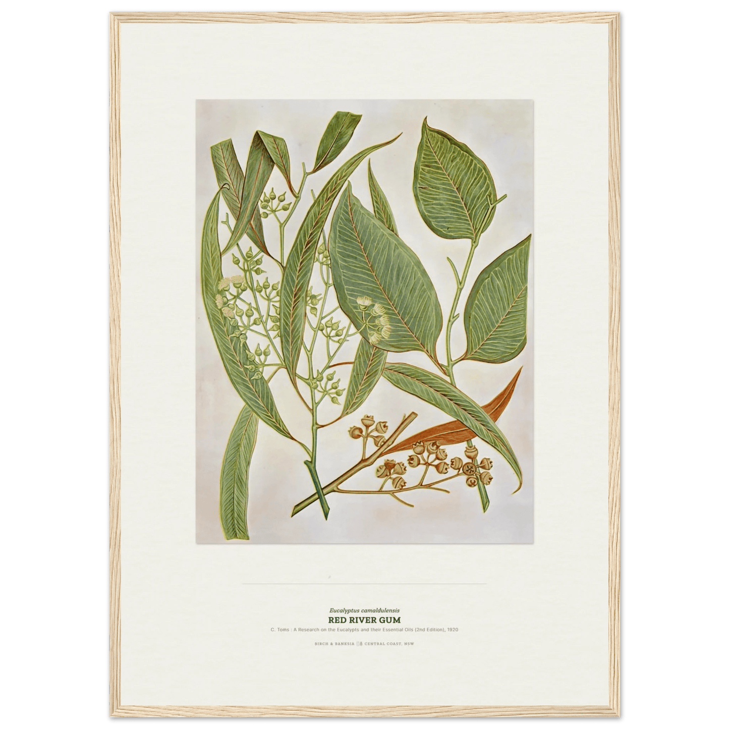 Red River Gum Botanical Art Print - Birch & Banksia