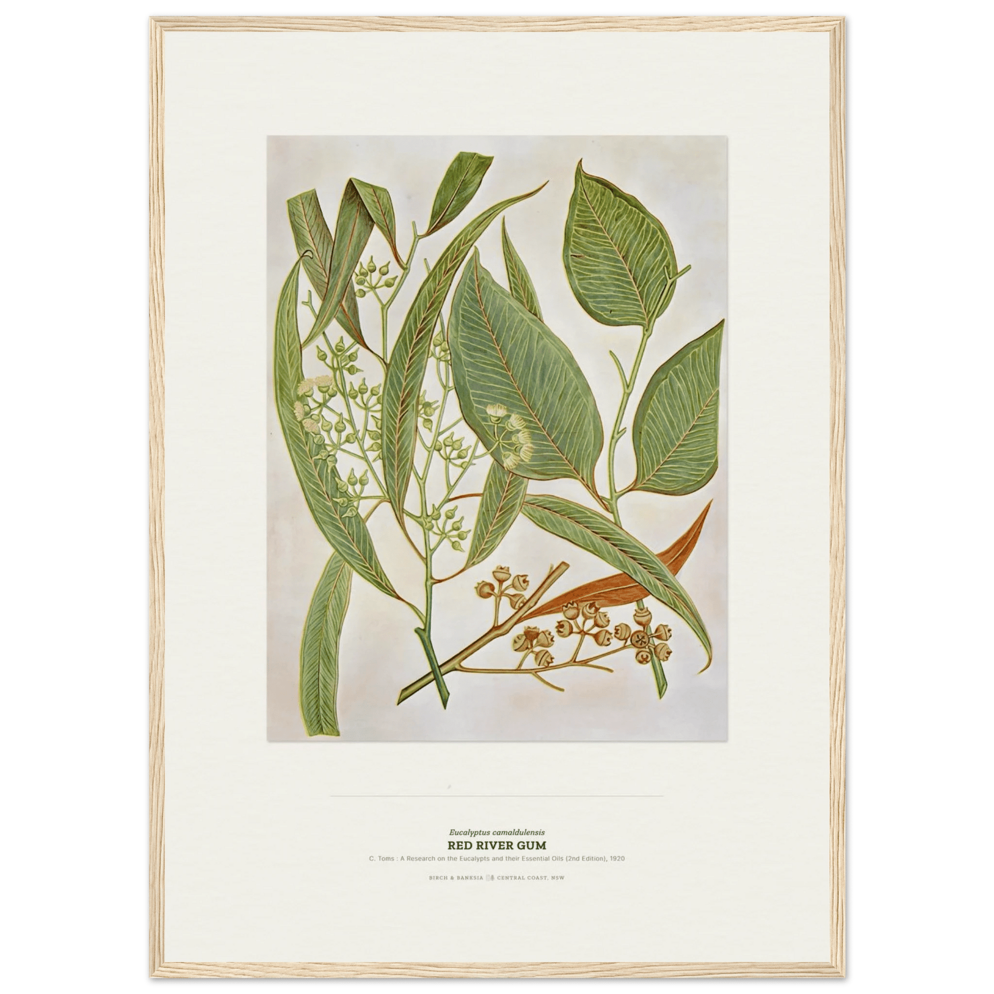 Red River Gum Botanical Art Print - Birch & Banksia