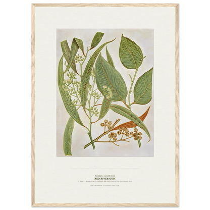 Red River Gum Botanical Art Print - Birch & Banksia