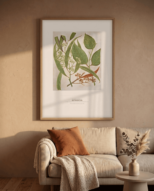 Red River Gum Botanical Art Print - Birch & Banksia