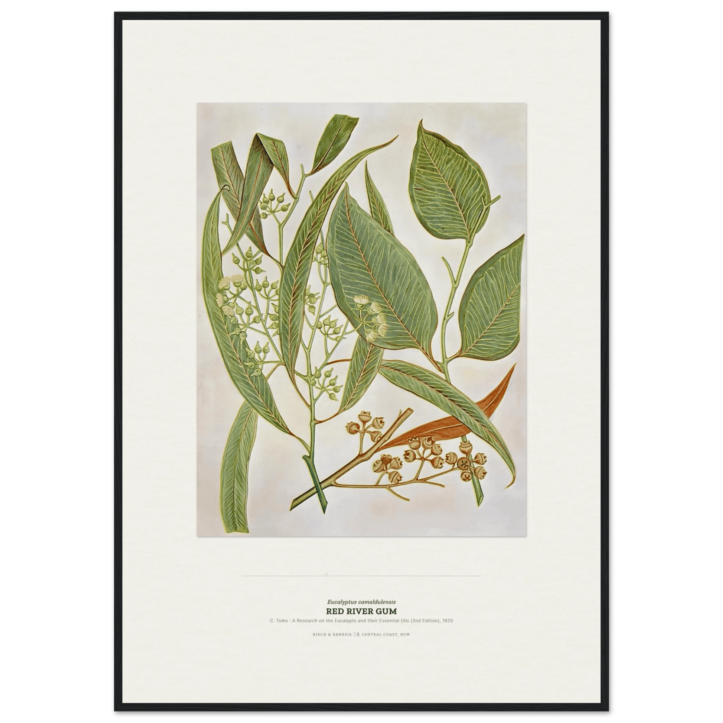 Red River Gum Botanical Art Print - Birch & Banksia