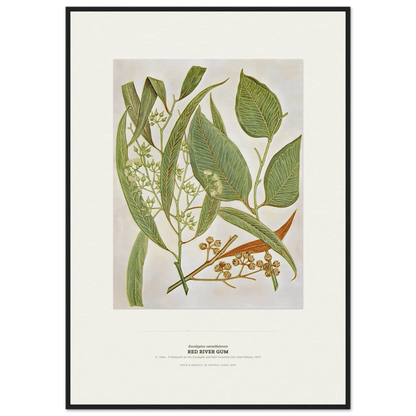 Red River Gum Botanical Art Print - Birch & Banksia