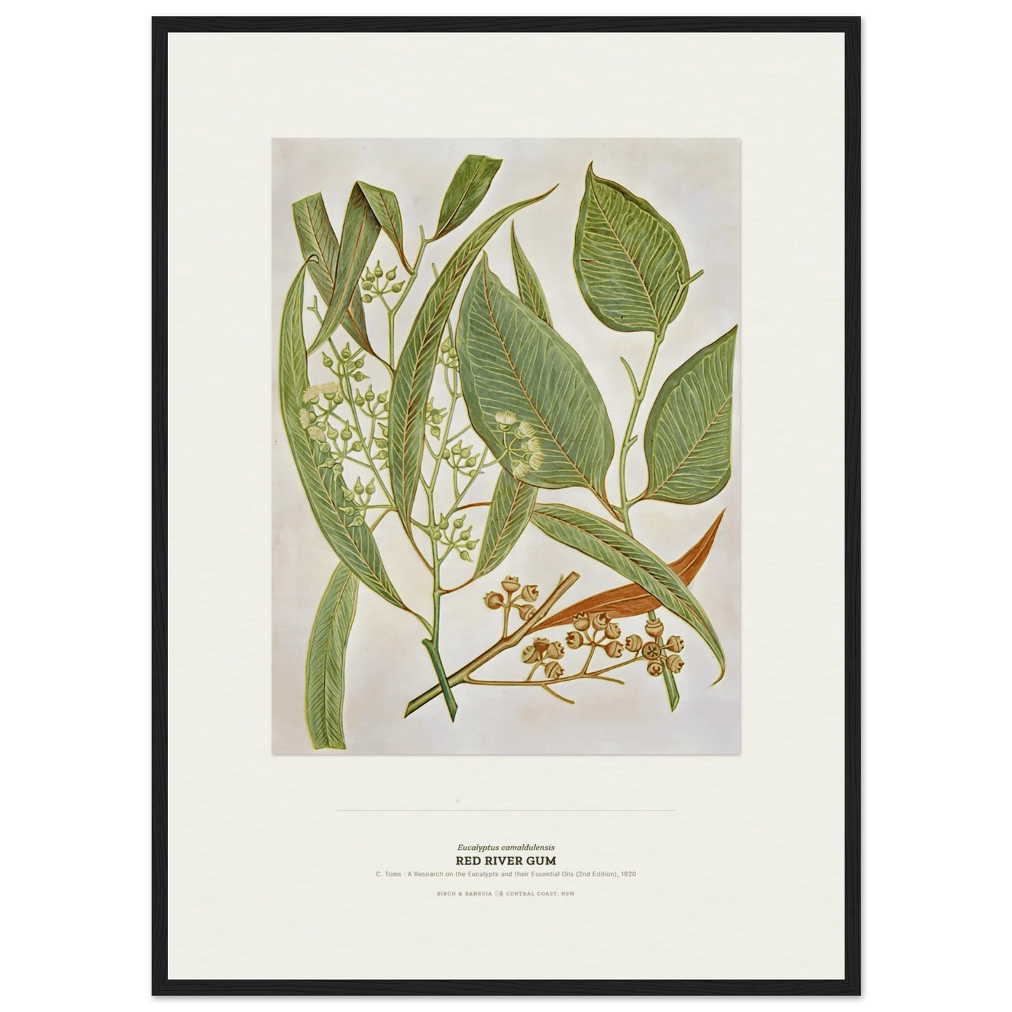 Red River Gum Botanical Art Print - Birch & Banksia