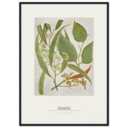 Red River Gum Botanical Art Print - Birch & Banksia