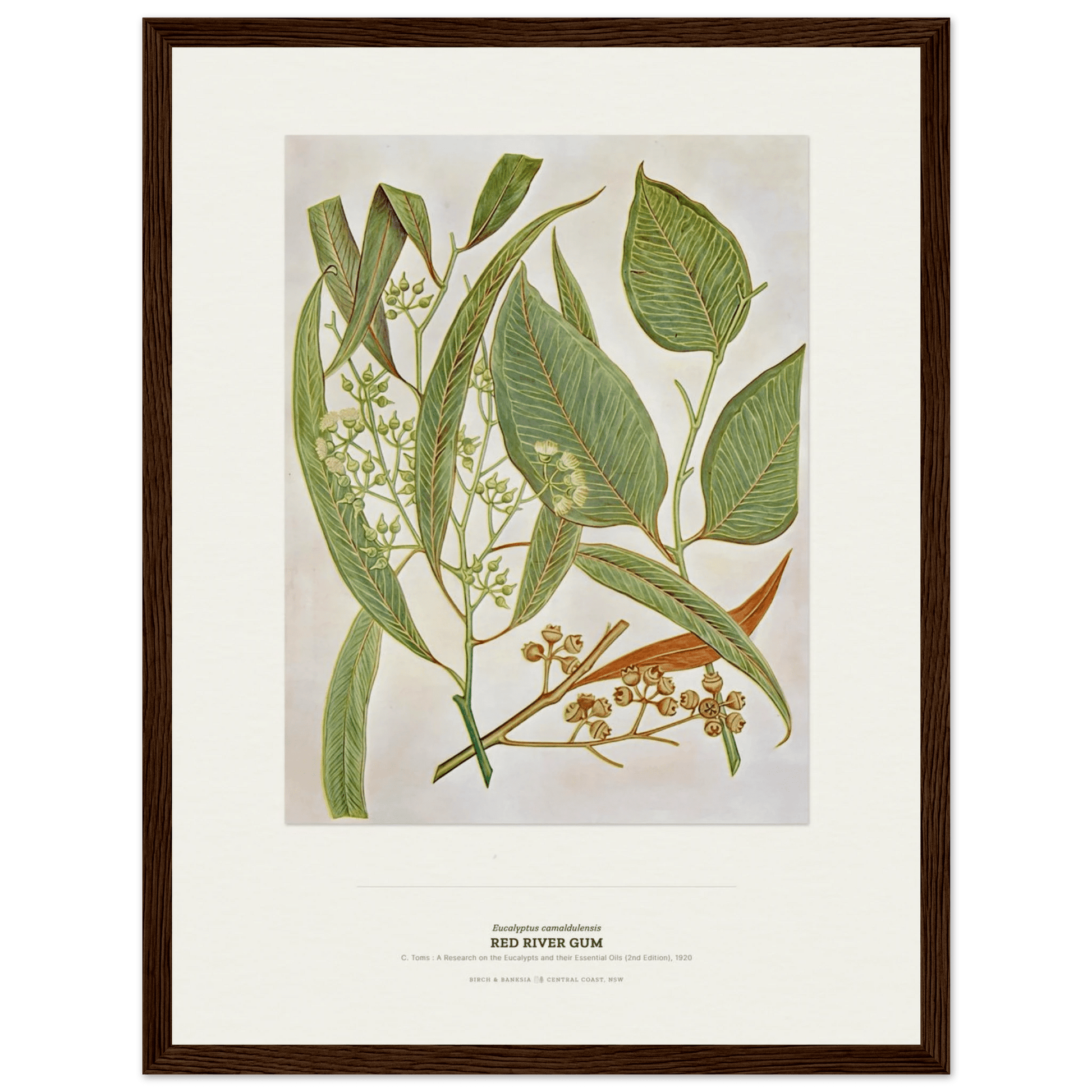 Red River Gum Botanical Art Print - Birch & Banksia