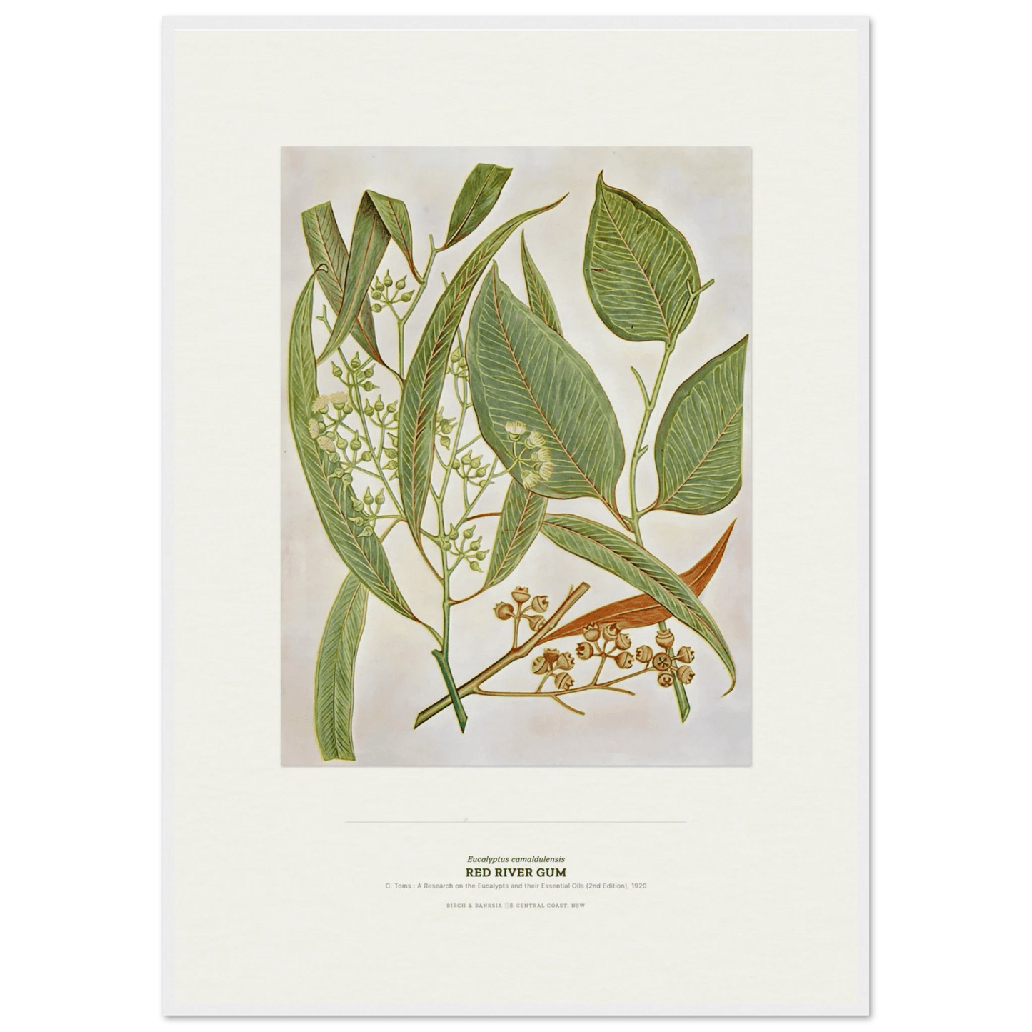 Red River Gum Botanical Art Print - Birch & Banksia