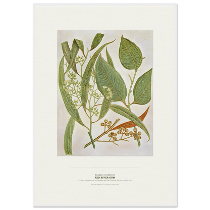 Red River Gum Botanical Art Print - Birch & Banksia