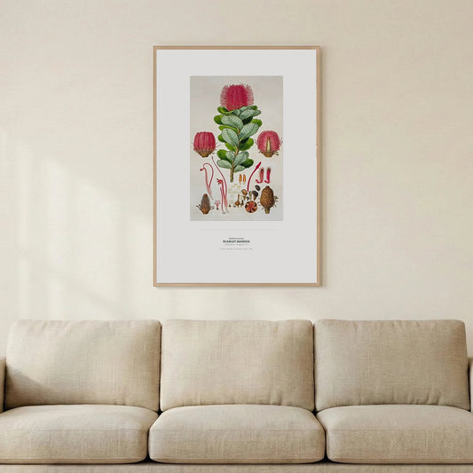 Scarlet Banksia Botanical Art Print - Birch & Banksia