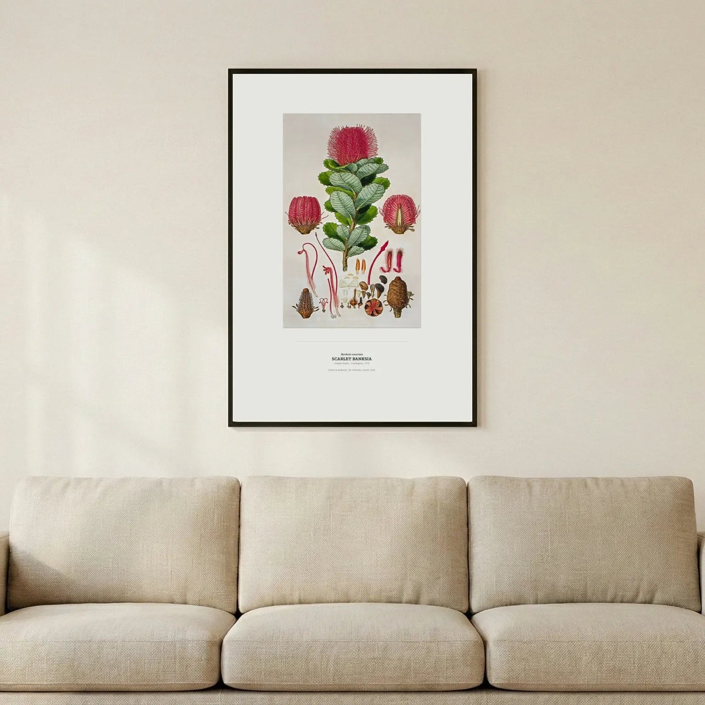 Scarlet Banksia Botanical Art Print - Birch & Banksia