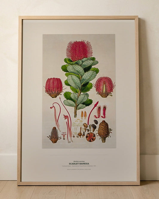Scarlet Banksia Botanical Art Print - Birch & Banksia