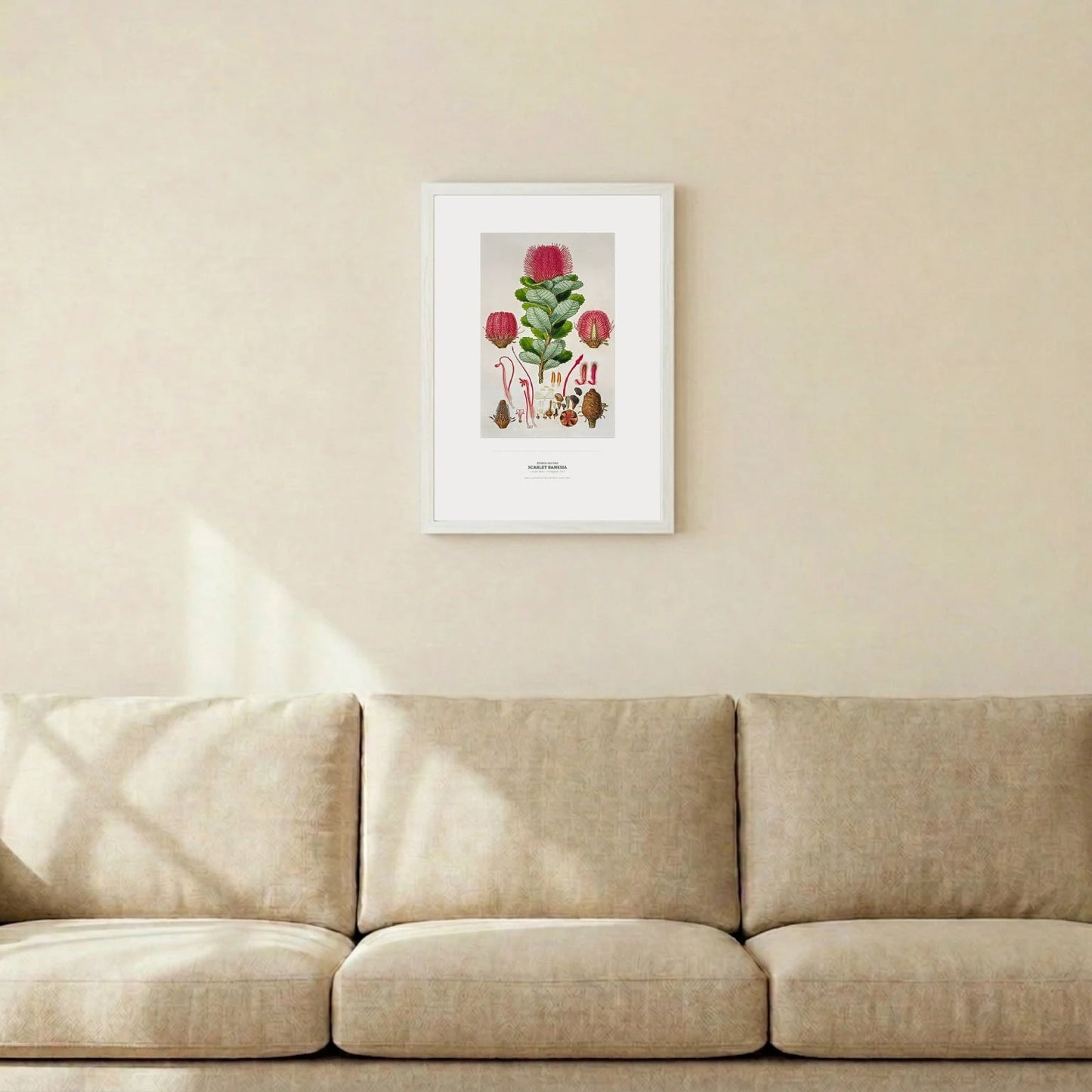 Scarlet Banksia Botanical Art Print - Birch & Banksia