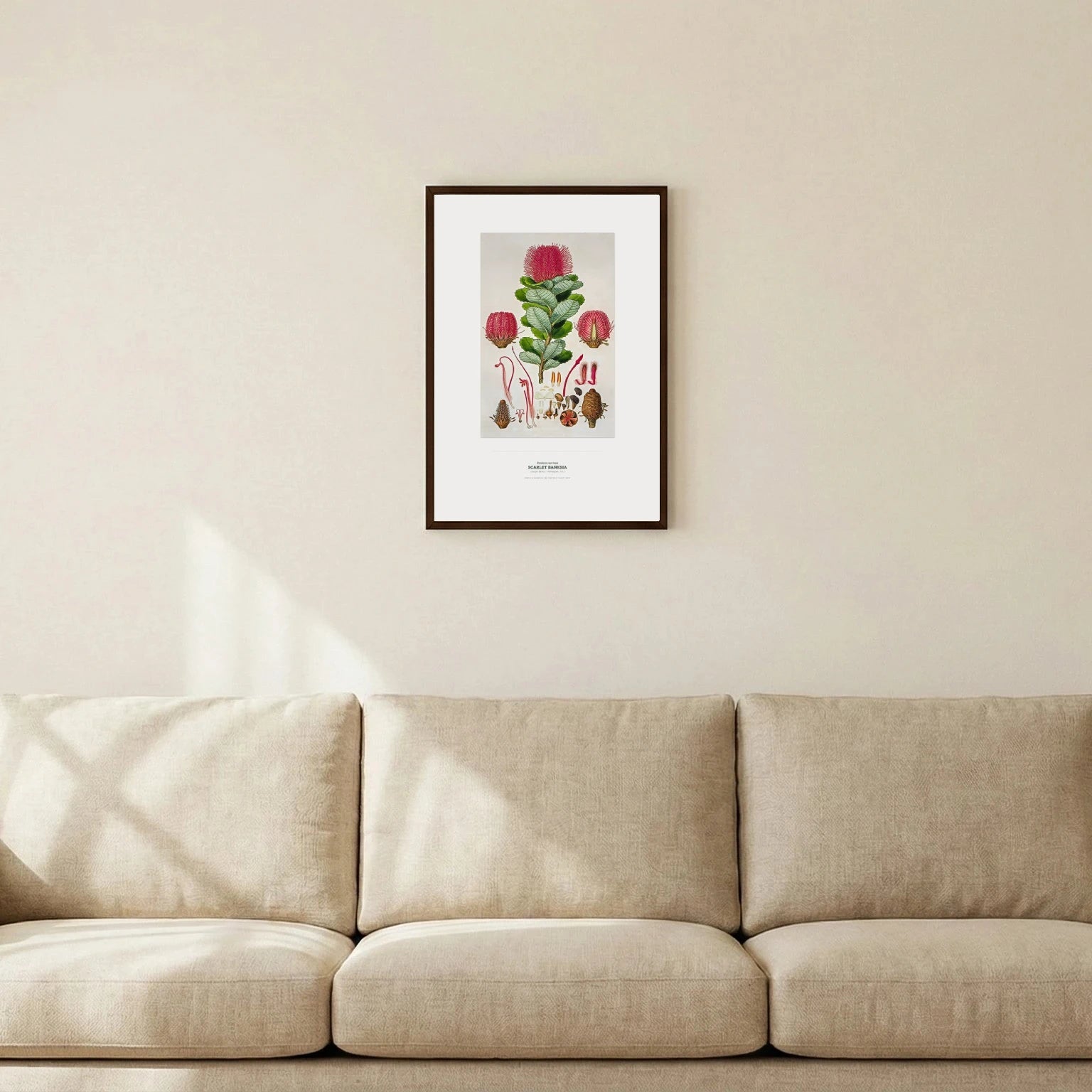 Scarlet Banksia Botanical Art Print - Birch & Banksia