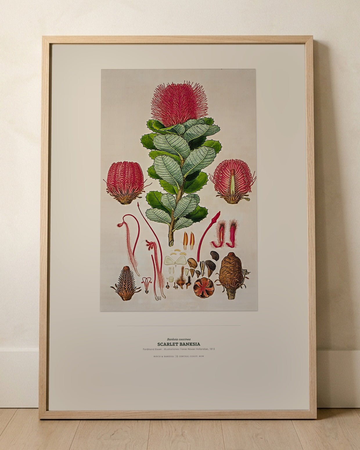 Scarlet Banksia Botanical Art Print - Birch & Banksia