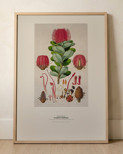Scarlet Banksia Botanical Art Print - Birch & Banksia