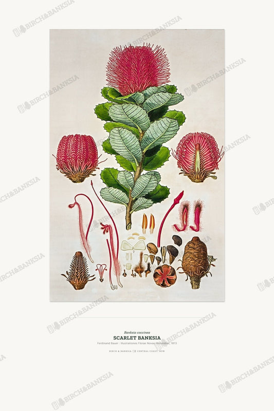 Scarlet Banksia Botanical Art Print - Birch & Banksia