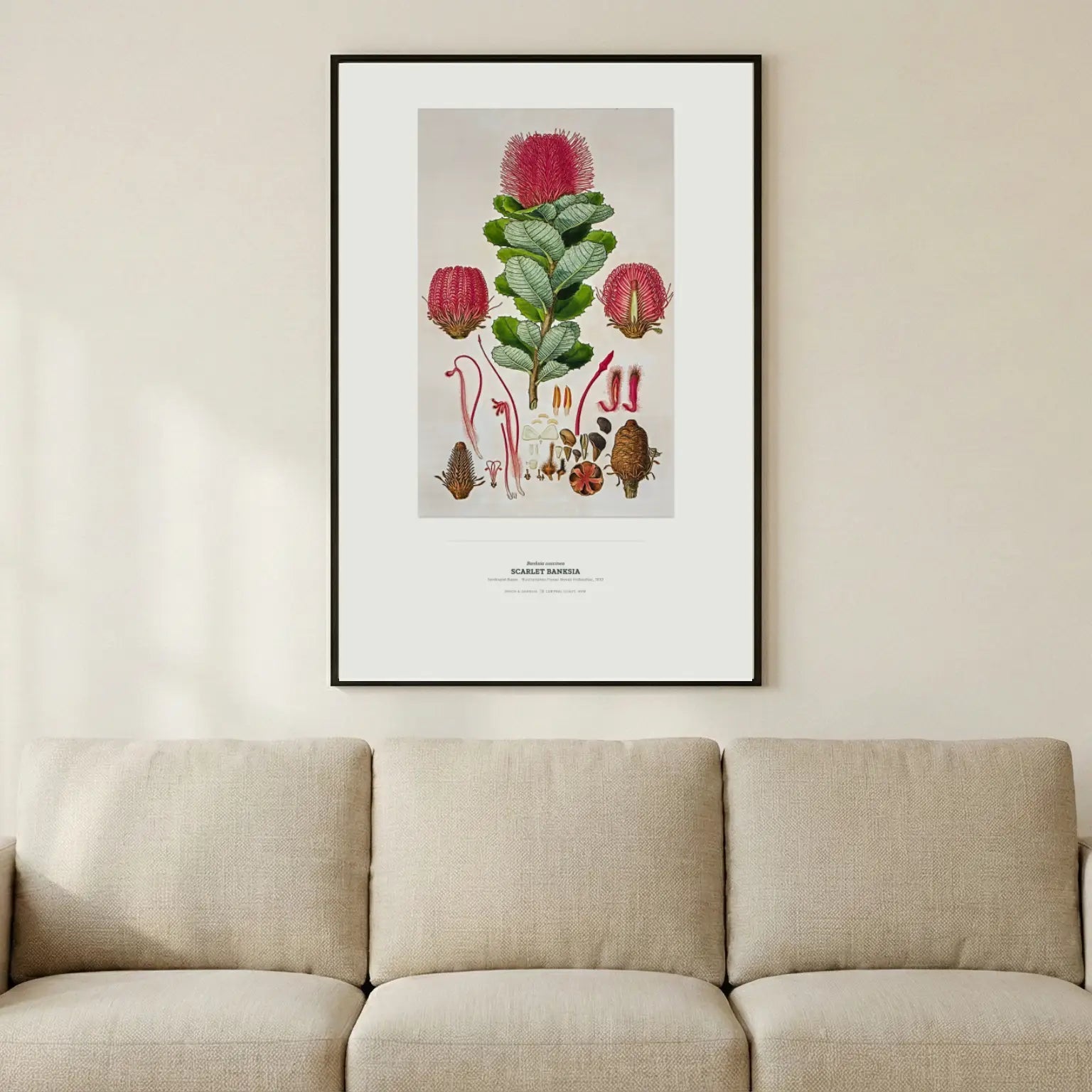 Scarlet Banksia Botanical Art Print - Birch & Banksia