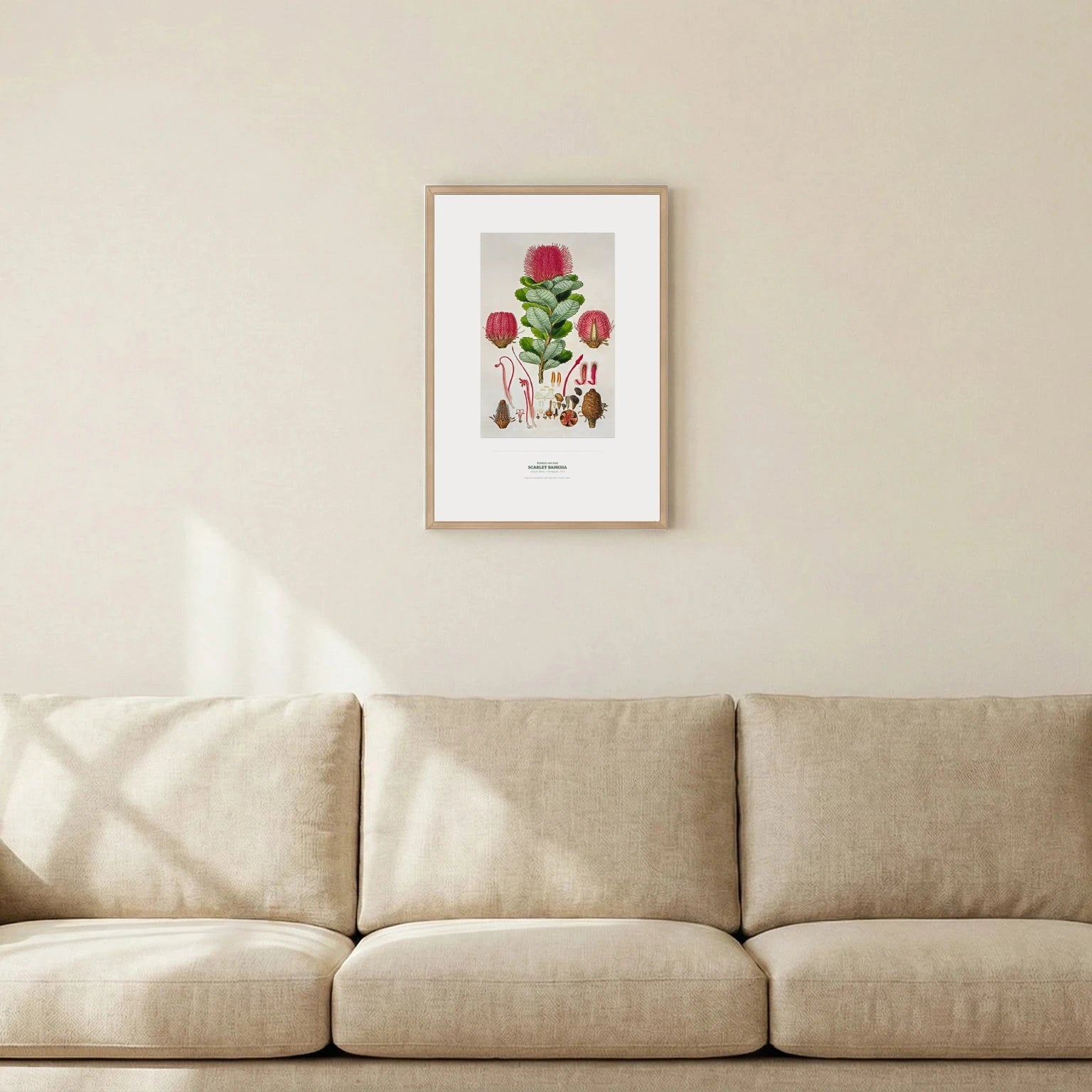 Scarlet Banksia Botanical Art Print - Birch & Banksia