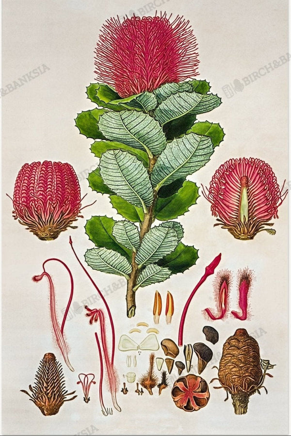 Scarlet Banksia plate after restoration