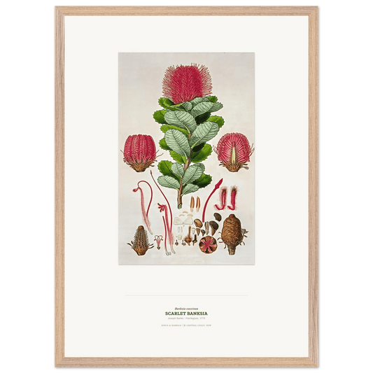 Scarlet Banksia Wooden Framed Botanical Art Print - Birch & Banksia