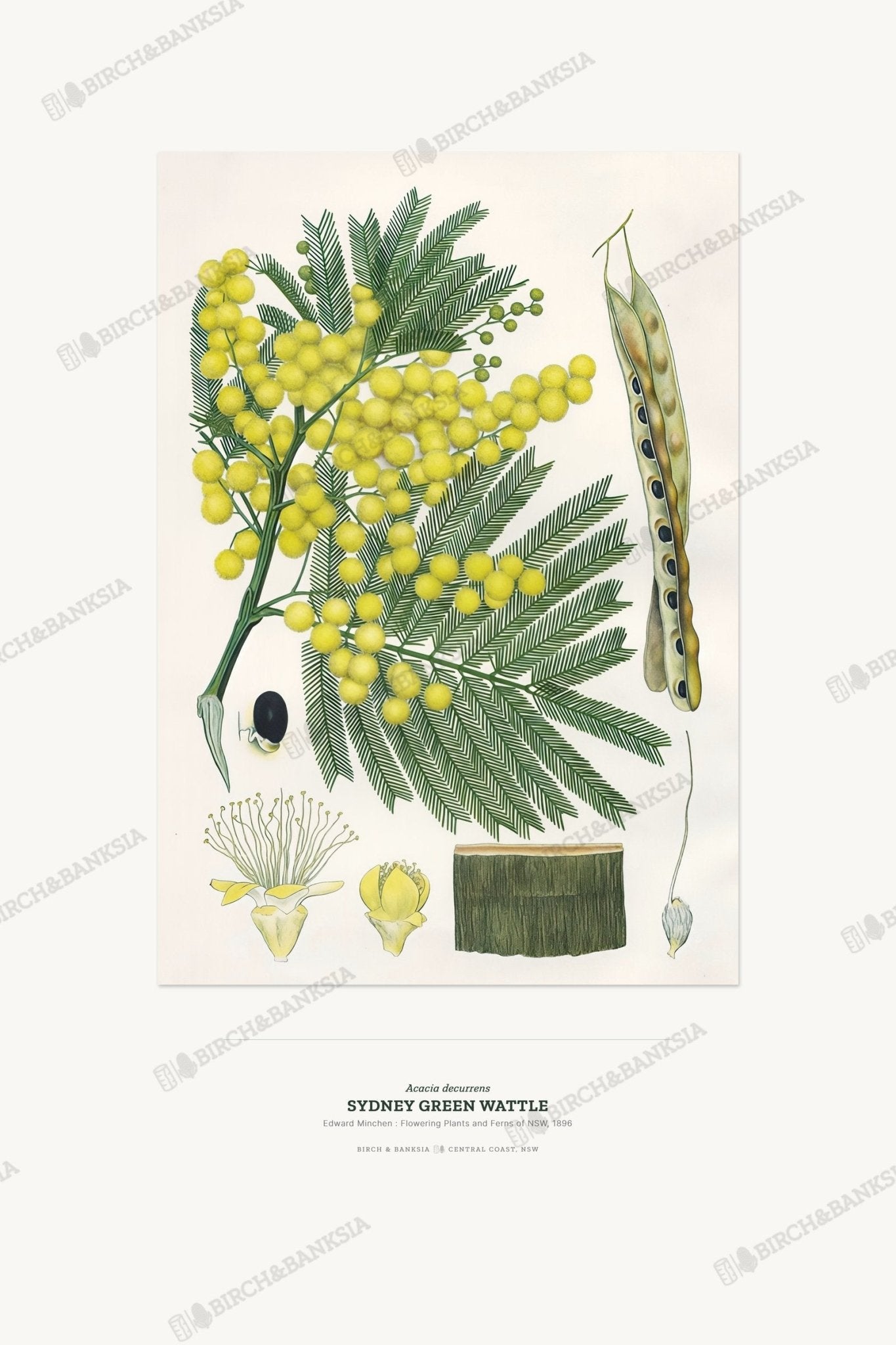 Sydney Green Wattle Botanical Art Print - Birch & Banksia