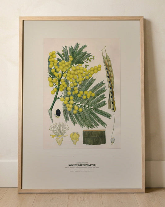 Sydney Green Wattle Botanical Art Print - Birch & Banksia