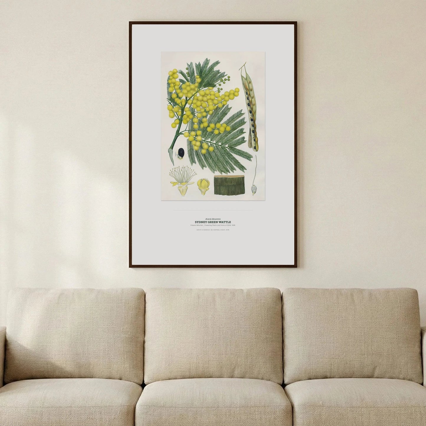 Sydney Green Wattle Botanical Art Print - Birch & Banksia