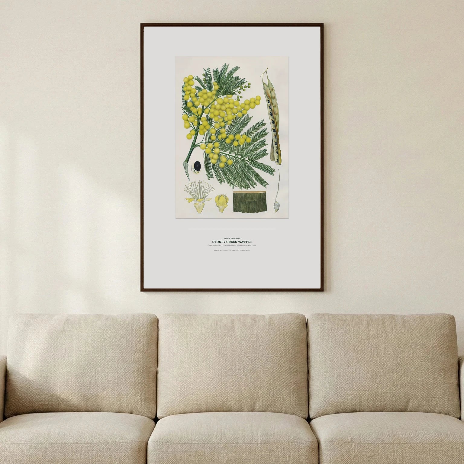 Sydney Green Wattle Botanical Art Print - Birch & Banksia