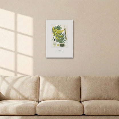 Sydney Green Wattle Botanical Art Print - Birch & Banksia
