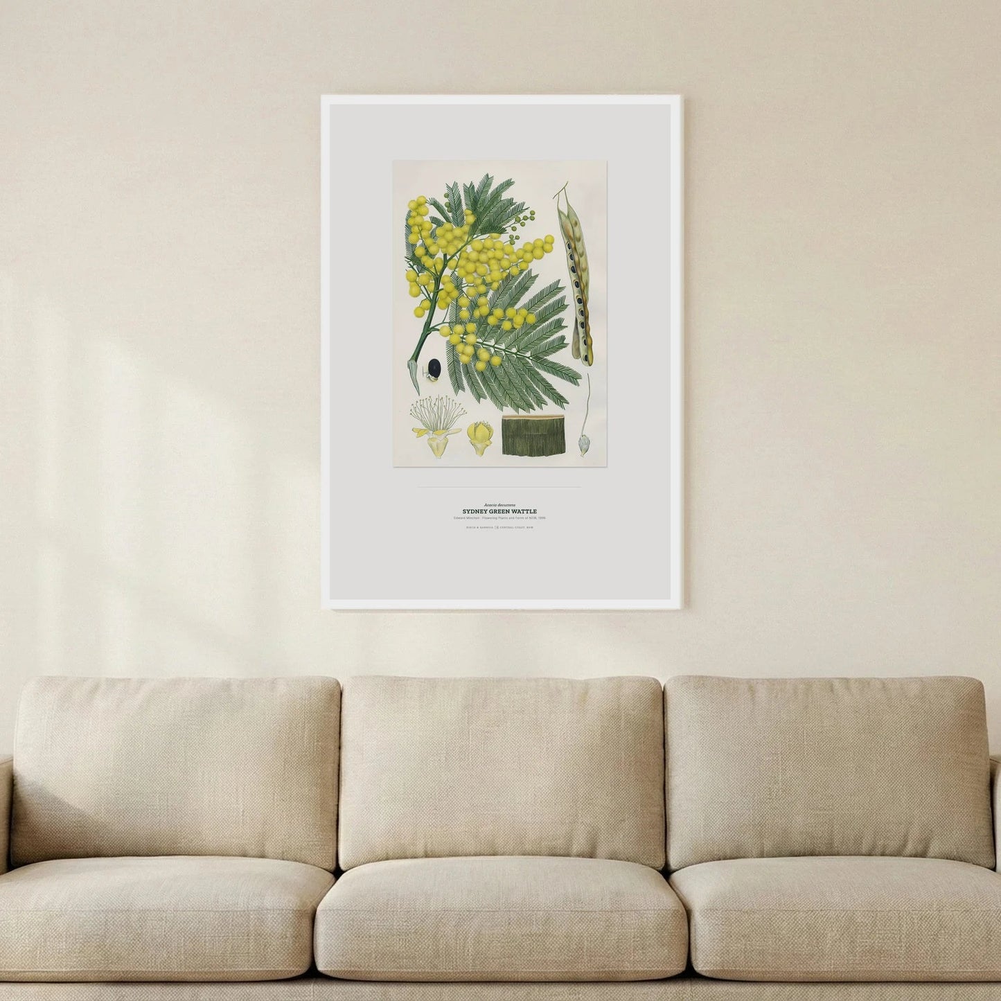 Sydney Green Wattle Botanical Art Print - Birch & Banksia