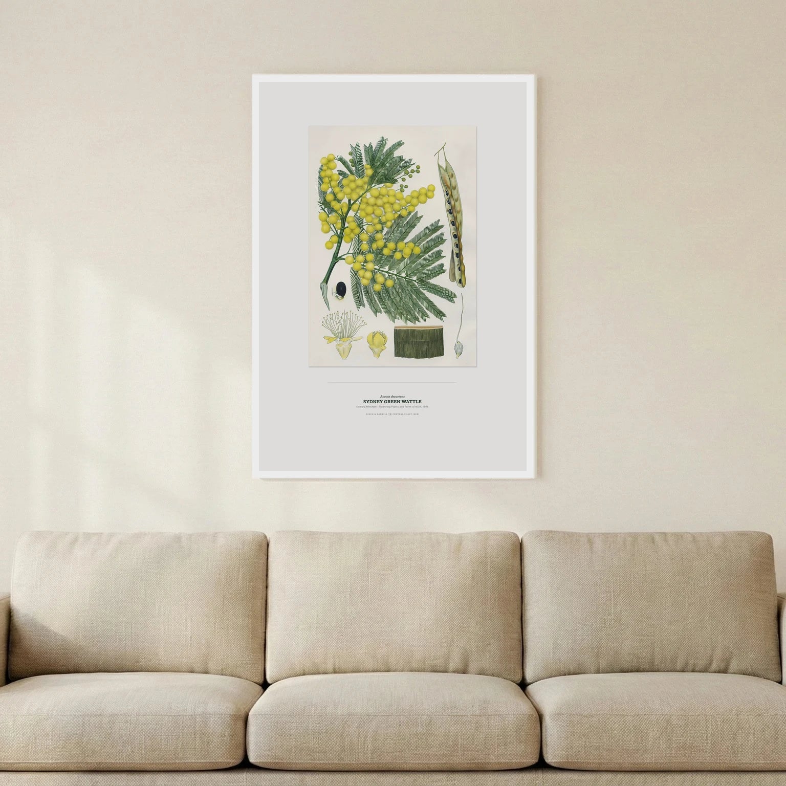 Sydney Green Wattle Botanical Art Print - Birch & Banksia