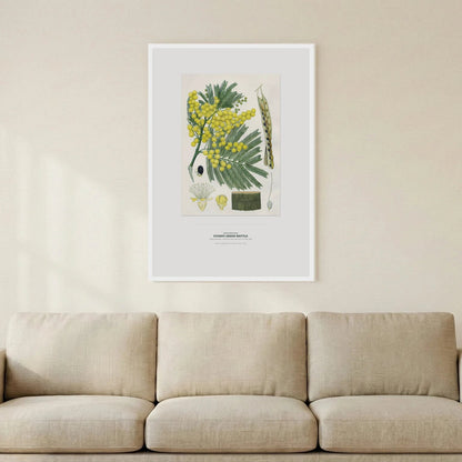 Sydney Green Wattle Botanical Art Print - Birch & Banksia