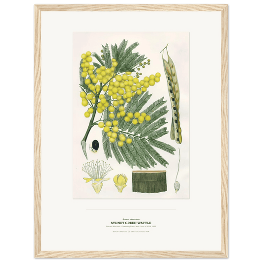 Sydney Green Wattle Botanical Art Print - Birch & Banksia