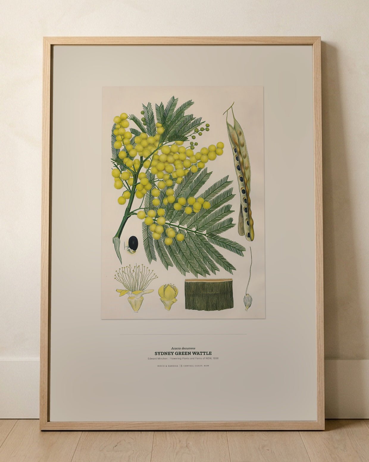 Sydney Green Wattle Botanical Art Print - Birch & Banksia