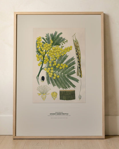 Sydney Green Wattle Botanical Art Print - Birch & Banksia