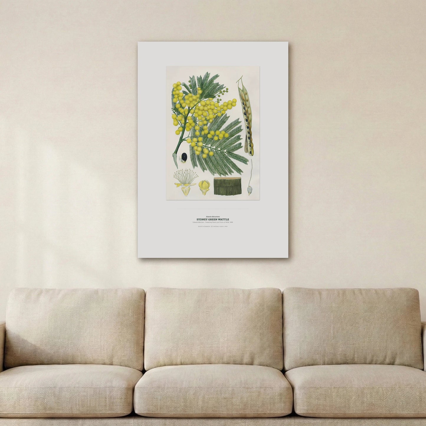 Sydney Green Wattle Botanical Art Print - Birch & Banksia