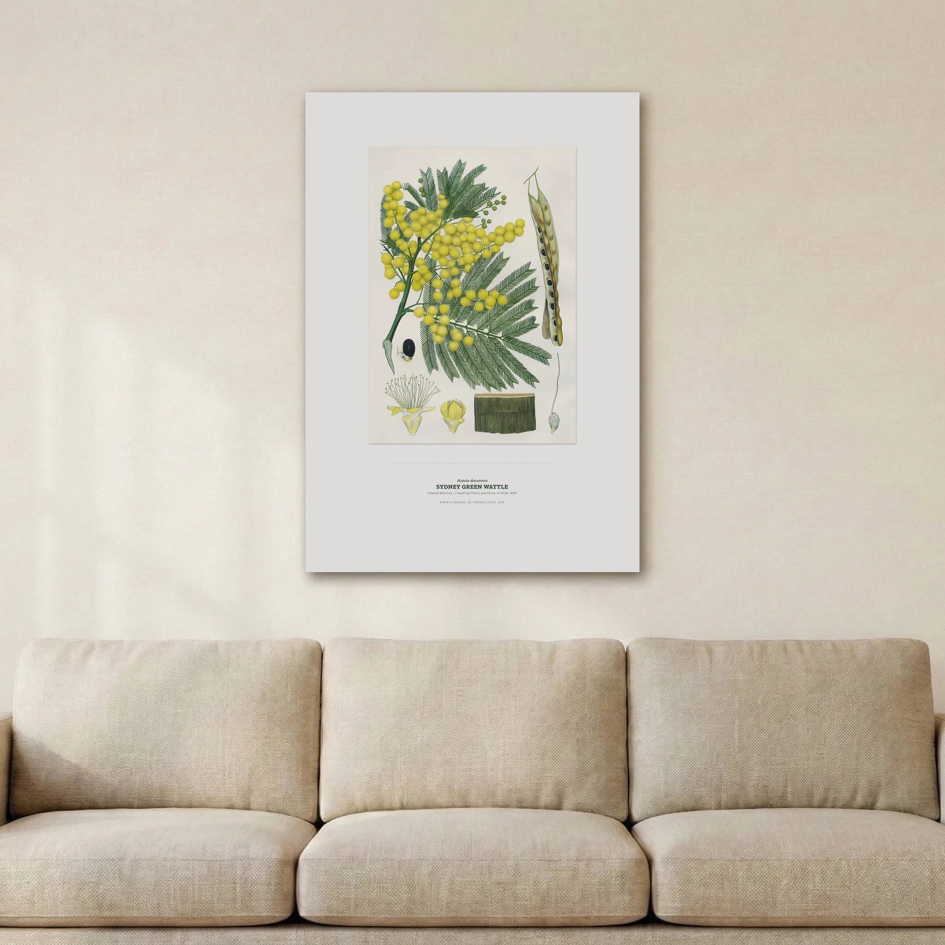 Sydney Green Wattle Botanical Art Print - Birch & Banksia