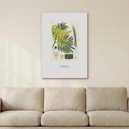 Sydney Green Wattle Botanical Art Print - Birch & Banksia