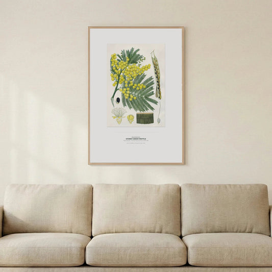 Sydney Green Wattle Botanical Art Print - Birch & Banksia