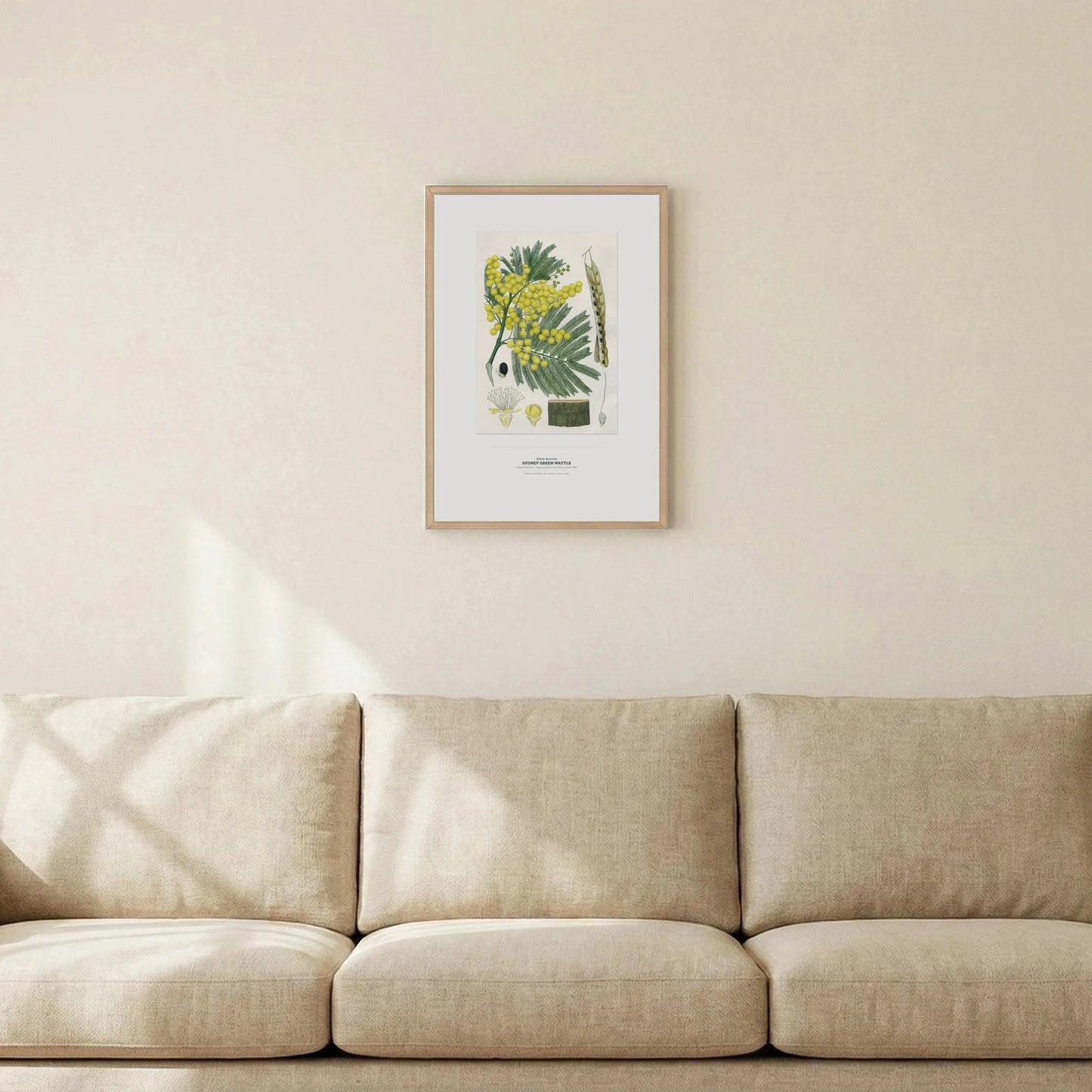 Sydney Green Wattle Botanical Art Print - Birch & Banksia